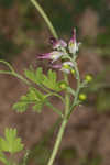 Ramping fumitory